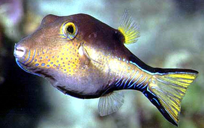Canthigaster rostrata_05.jpg